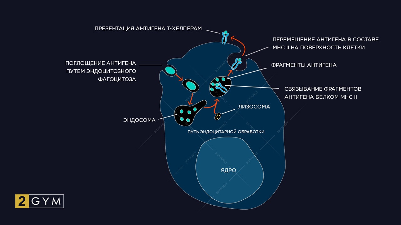 Антигенпрезентирующая клетка: процессинг и презентация антигена