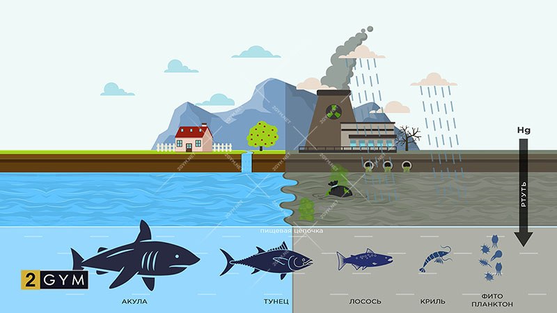 Откуда ртуть в рыбе? Пищевая цепочка и техногенные факторы загрязнения окружающей среды