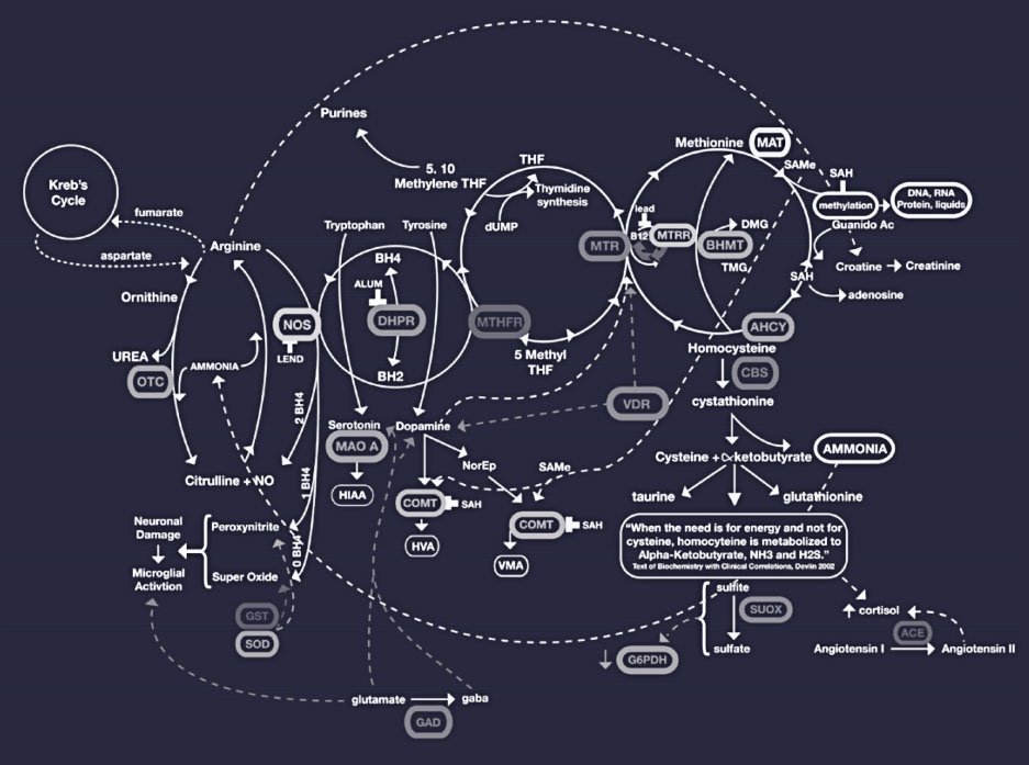 Схема — цикл метилирования