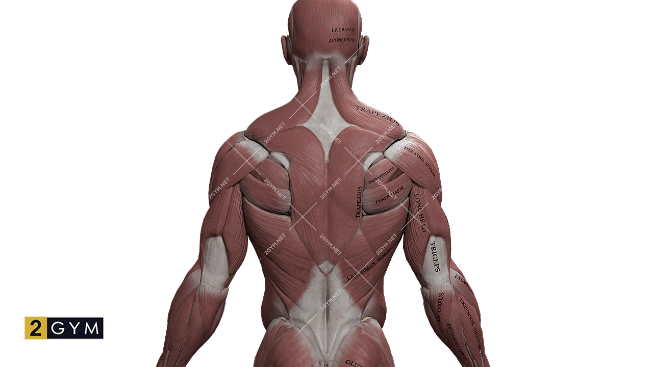 Анатомия: Поверхностные мышцы спины
