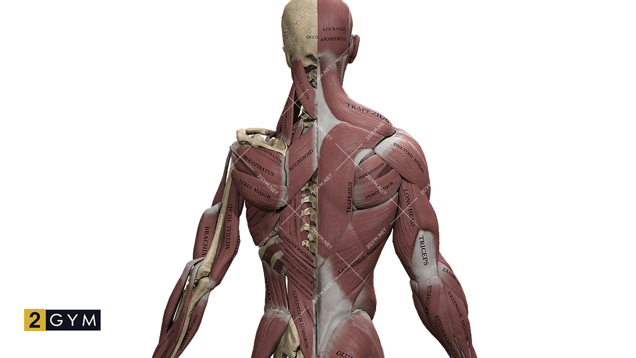 Анатомия: Поверхностные и глубокие мышцы спины