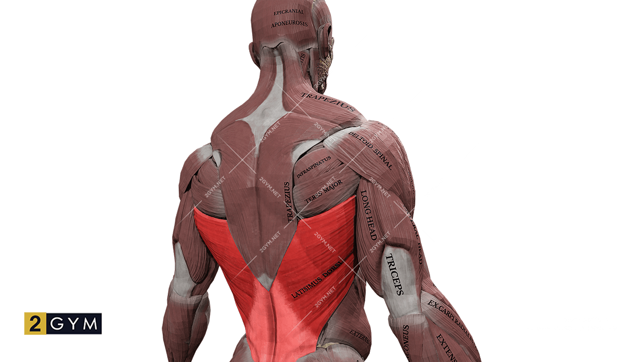 Широчайшая мышца спины (latissimus_dorsi) находится в нижней части спины. Анатомия, функции и строение широчайшей мышцы спины