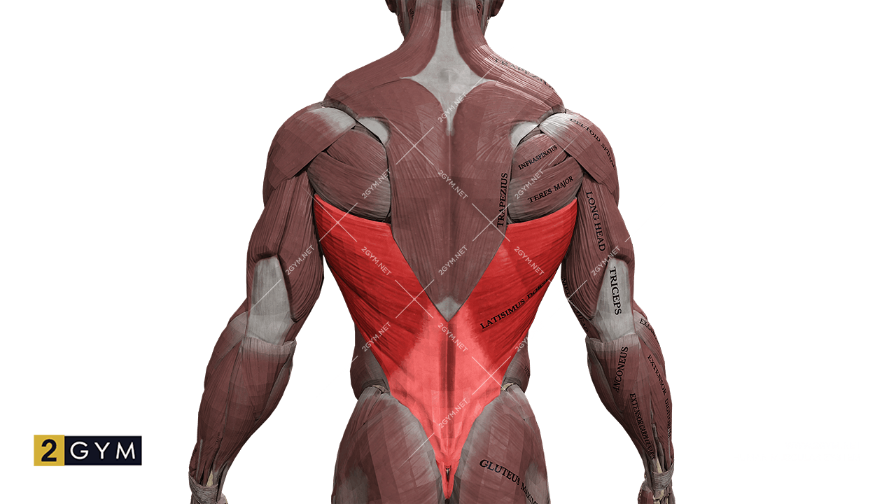 Широчайшая мышца спины (latissimus_dorsi). Волокна направлены снизу вверх и латерально. Вблизи прикрепления к плечевой кости волокна переходят в узкое, но толстое сухожилие.