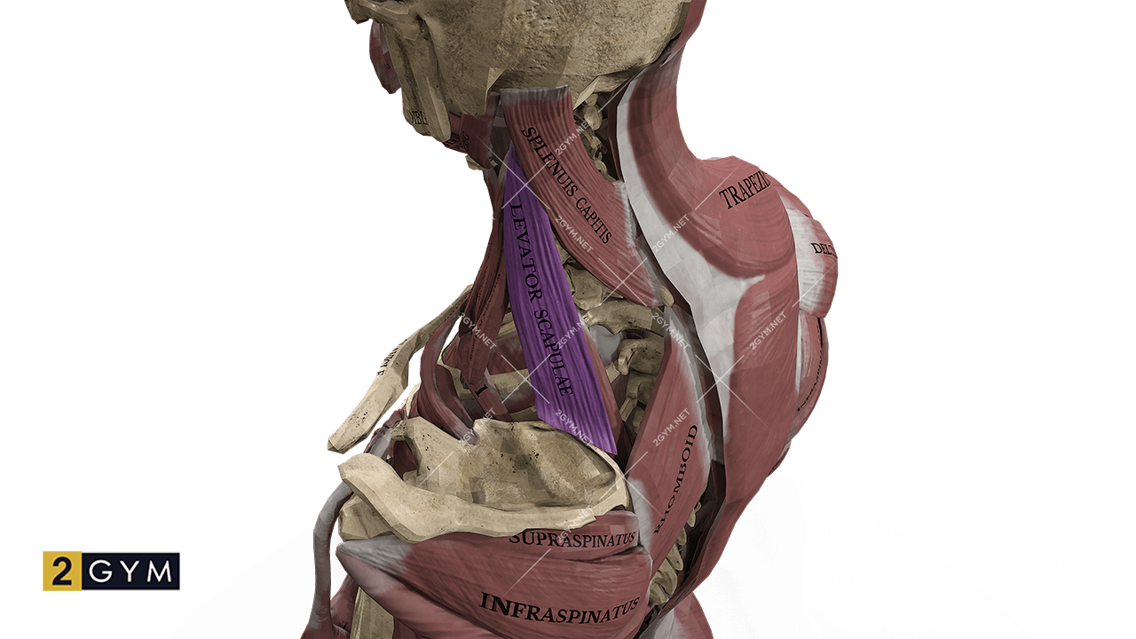 Мышца, поднимающая лопатку, проходит от шейных позвонков, по бокам задней области шеи, к внутреннему верхнему углу лопатки, немного выше малой ромбовидной мышцы (m. rhomboideus minor).