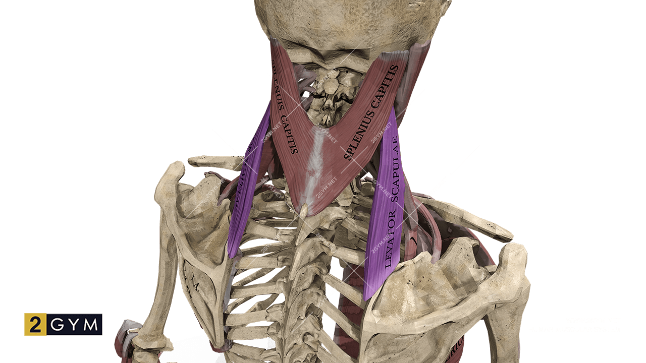 Мышца, поднимающая лопатку (m. levator scapulae), начинается от задних бугорков поперечных отростков трех или четырех верхних шейных позвонков, между местами прикреплений ременной и лестничной мышц.
