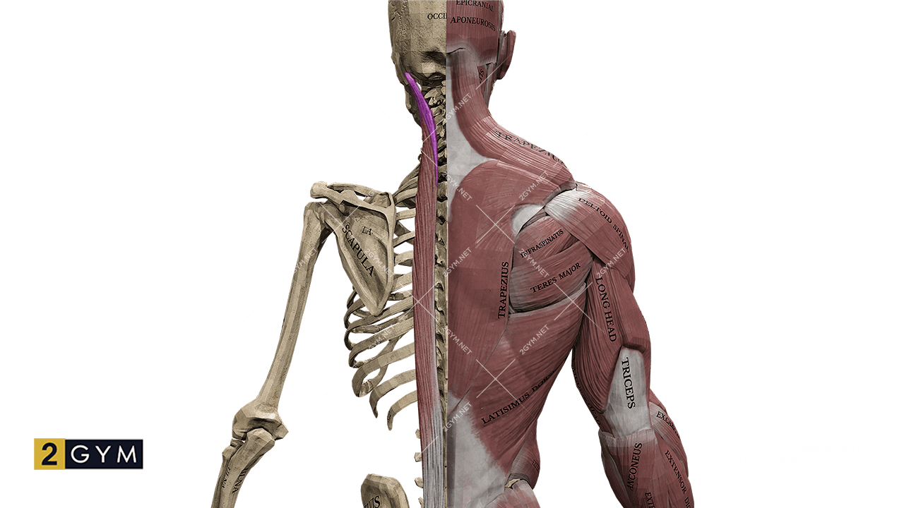 Длиннейшая мышца головы (m. longissimus capitis) — глубокие мышцы спины