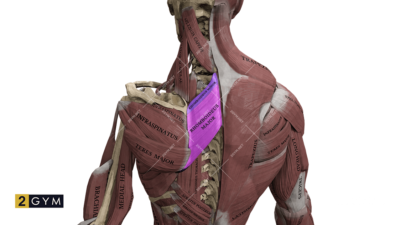 Большая и малая ромбовидные мышцы находятся в верхней части спины, и расположены под трапециевидной мышцей