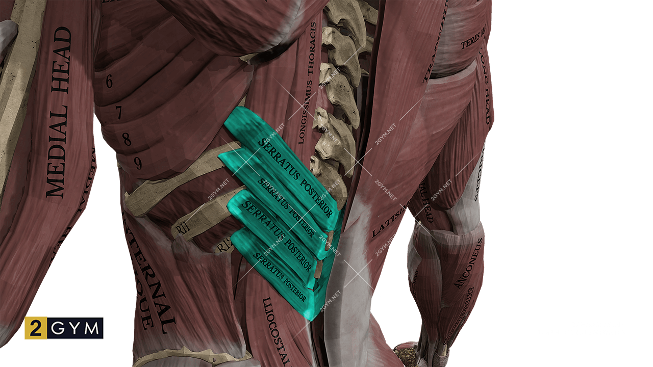 Нижняя задняя зубчатая мышца (m. serratus posterior inferior), мышца которая имеет вид тонкой пластины и расположена в нижней части спины
