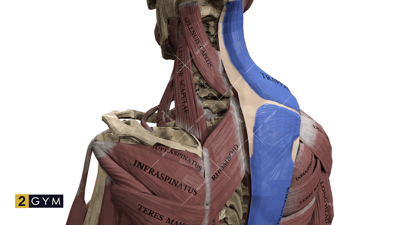 Трапециевидная мышца (músculus trapézius): где находится, функции, анатомия, фото