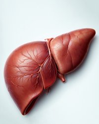 Реалистичная 3D-иллюстрация человеческой печени, изображённая с детальной анатомической точностью. Орган имеет естественный красновато-коричневый оттенок с хорошо выраженной сосудистой сетью. Фон светлый и нейтральный, что подчёркивает структуру и форму печени.