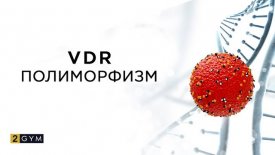 Полиморфизм VDR и что влечет за собой недостаток витамина D?