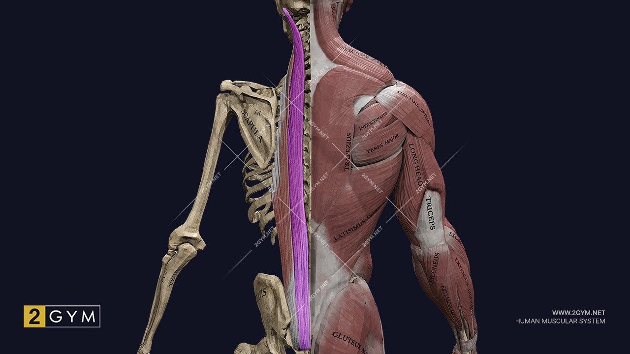 Длиннейшая мышца (m. longissimus) — анатомия, строение и функции (мышцы спины глубокого слоя)