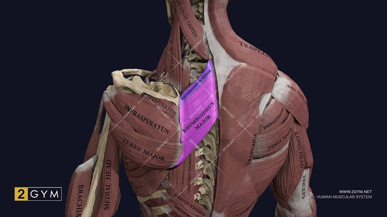Большая и малая ромбовидные мышцы: где находятся, функции, анатомия (mm. rhomboideus major et minor) 