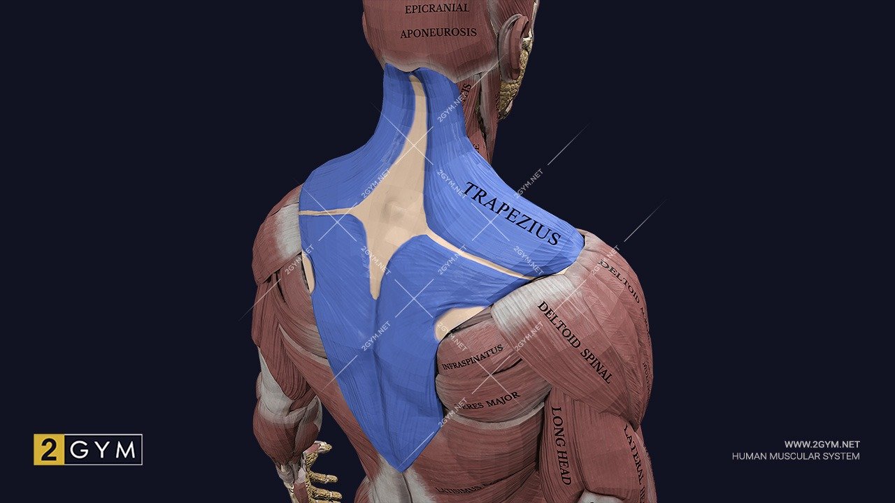 Трапециевидная мышца (m. trapezius) — где находится, функции, анатомия, фото