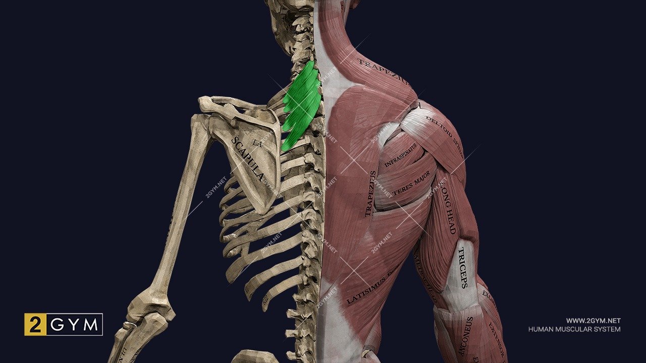 Верхняя задняя зубчатая мышца (m. serratus posterior superior), анатомия, функции