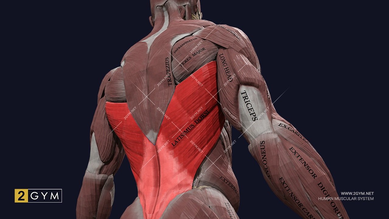 Широчайшая мышца спины: анатомия, функции, упражнения (latissimus dorsi)